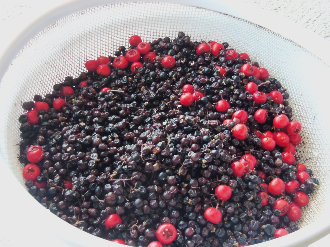 How to Use a Steam Juicer  Make Fresh Elderberry Juice for Syrup, Jelly,  and More! 